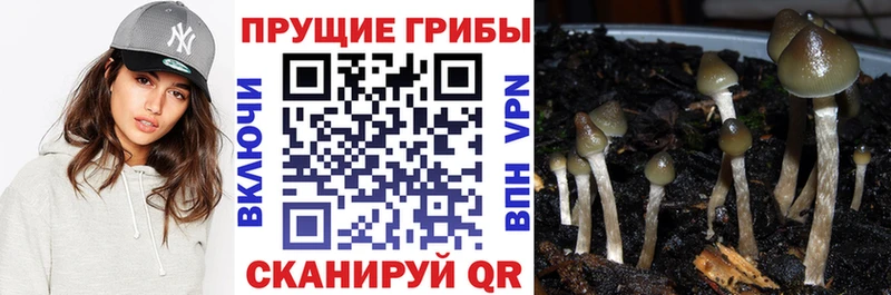 Галлюциногенные грибы прущие грибы  купить наркотики цена  Псков 